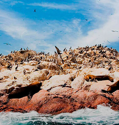Tour Islas Ballestas
